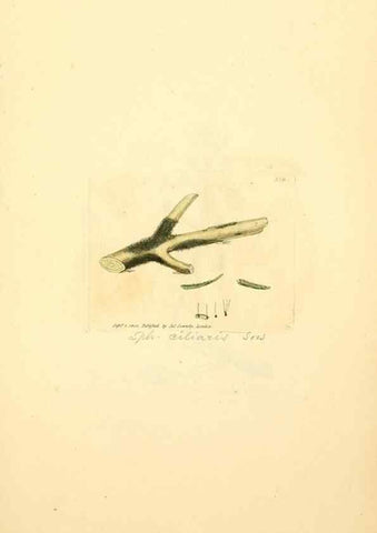 Reproducción/Reproduction 8230564684: Coloured figures of English fungi or mushrooms.. London,Printed by J. Davis,1797-[1809]