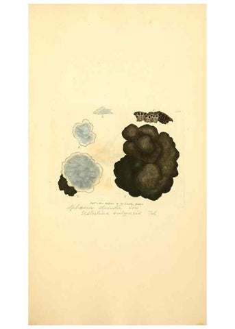Reproducción/Reproduction 8229499519: Coloured figures of English fungi or mushrooms.. London,Printed by J. Davis,1797-[1809]