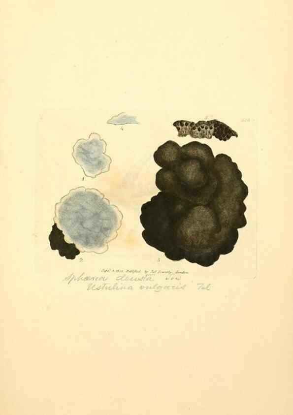 Reproducción/Reproduction 8229499519: Coloured figures of English fungi or mushrooms.. London,Printed by J. Davis,1797-[1809]