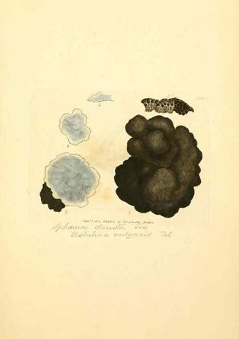 Reproducción/Reproduction 8229499519: Coloured figures of English fungi or mushrooms.. London,Printed by J. Davis,1797-[1809]