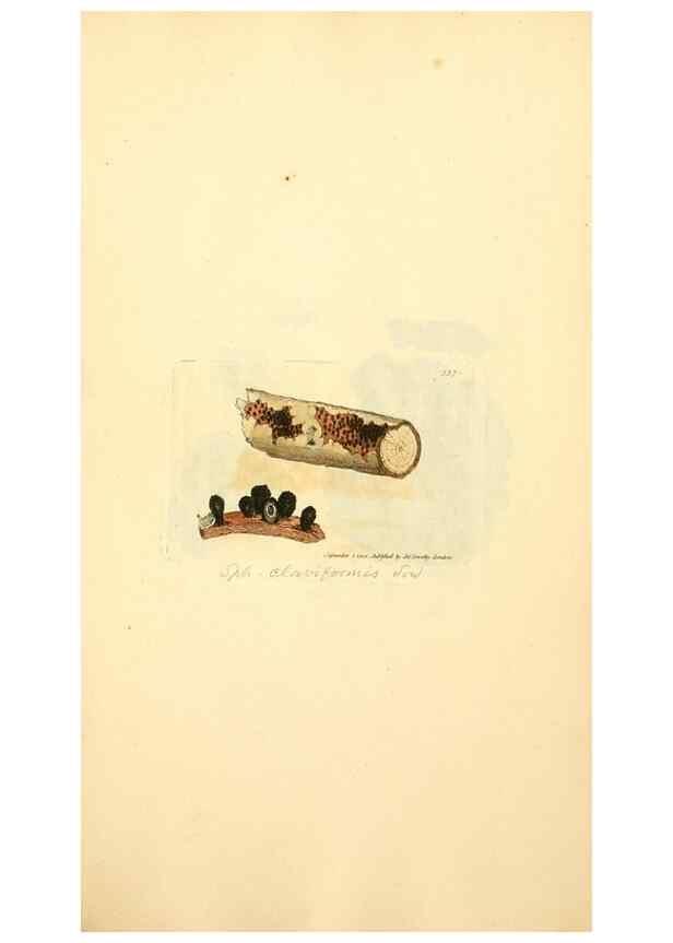 Reproducción/Reproduction 8230563572: Coloured figures of English fungi or mushrooms.. London,Printed by J. Davis,1797-[1809]