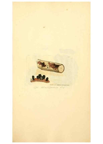 Reproducción/Reproduction 8230563572: Coloured figures of English fungi or mushrooms.. London,Printed by J. Davis,1797-[1809]