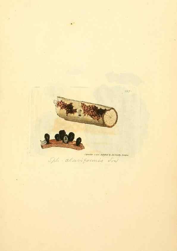 Reproducción/Reproduction 8230563572: Coloured figures of English fungi or mushrooms.. London,Printed by J. Davis,1797-[1809]