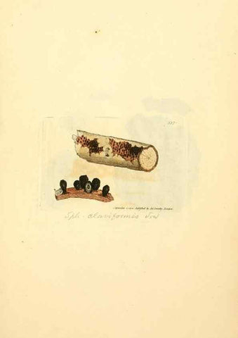 Reproducción/Reproduction 8230563572: Coloured figures of English fungi or mushrooms.. London,Printed by J. Davis,1797-[1809]