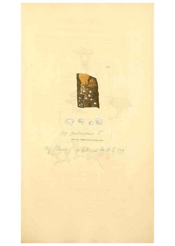 Reproducción/Reproduction 8230555434: Coloured figures of English fungi or mushrooms.. London,Printed by J. Davis,1797-[1809]