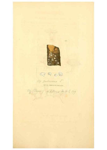 Reproducción/Reproduction 8230555434: Coloured figures of English fungi or mushrooms.. London,Printed by J. Davis,1797-[1809]