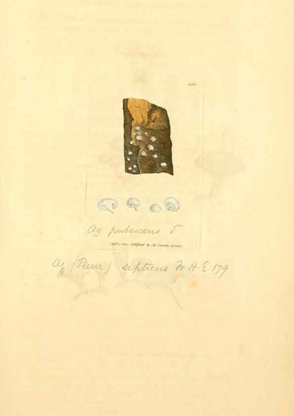 Reproducción/Reproduction 8230555434: Coloured figures of English fungi or mushrooms.. London,Printed by J. Davis,1797-[1809]