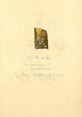 Reproducción/Reproduction 8230555434: Coloured figures of English fungi or mushrooms.. London,Printed by J. Davis,1797-[1809]