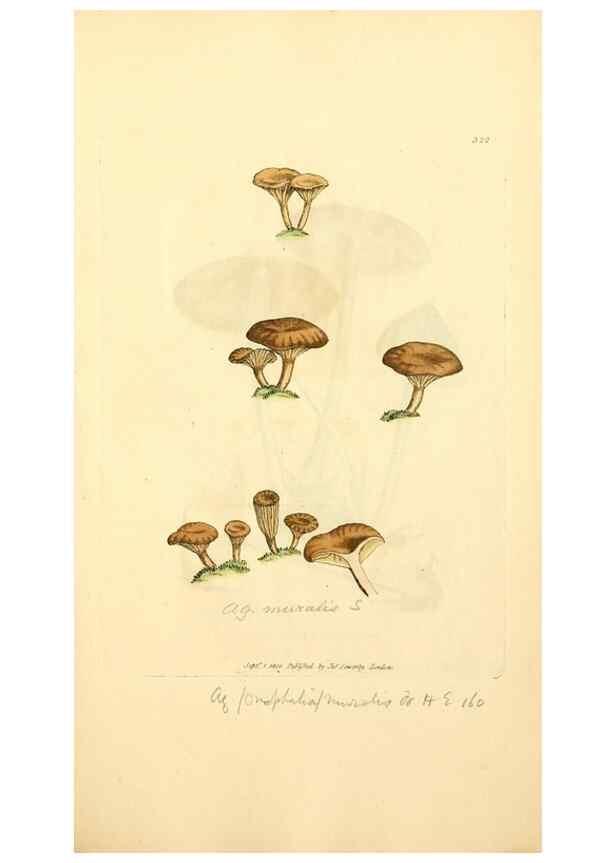 Reproducción/Reproduction 8229491277: Coloured figures of English fungi or mushrooms.. London,Printed by J. Davis,1797-[1809]