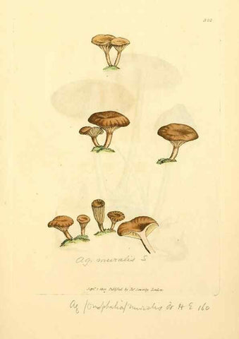 Reproducción/Reproduction 8229491277: Coloured figures of English fungi or mushrooms.. London,Printed by J. Davis,1797-[1809]