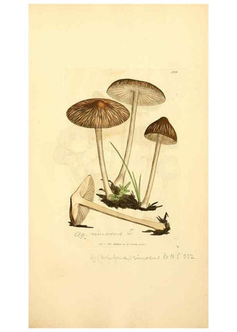 Reproducción/Reproduction 8229491721: Coloured figures of English fungi or mushrooms.. London,Printed by J. Davis,1797-[1809]
