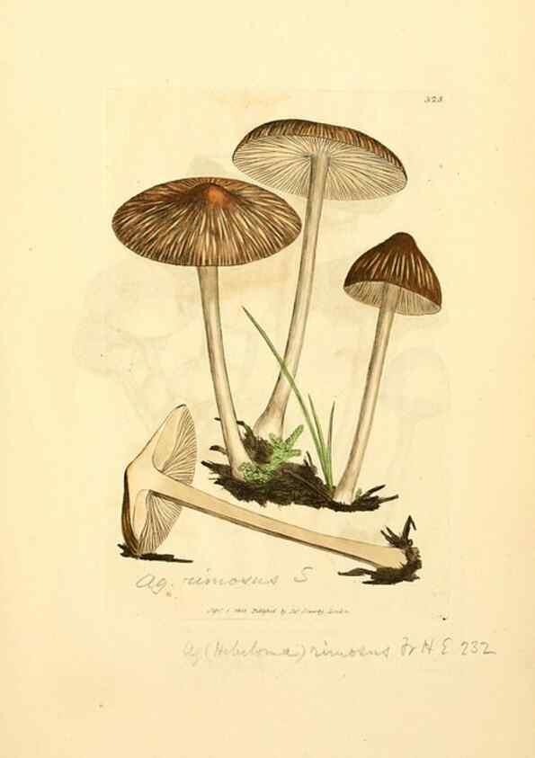 Reproducción/Reproduction 8229491721: Coloured figures of English fungi or mushrooms.. London,Printed by J. Davis,1797-[1809]
