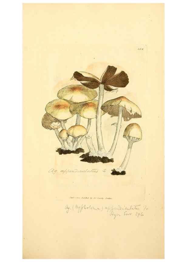 Reproducción/Reproduction 8229492471: Coloured figures of English fungi or mushrooms.. London,Printed by J. Davis,1797-[1809]