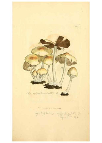 Reproducción/Reproduction 8229492471: Coloured figures of English fungi or mushrooms.. London,Printed by J. Davis,1797-[1809]