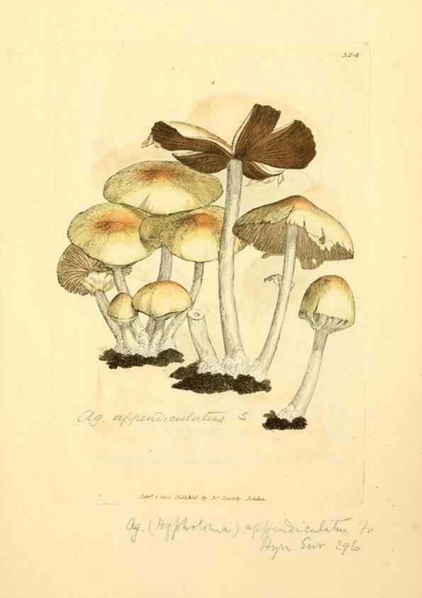 Reproducción/Reproduction 8229492471: Coloured figures of English fungi or mushrooms.. London,Printed by J. Davis,1797-[1809]