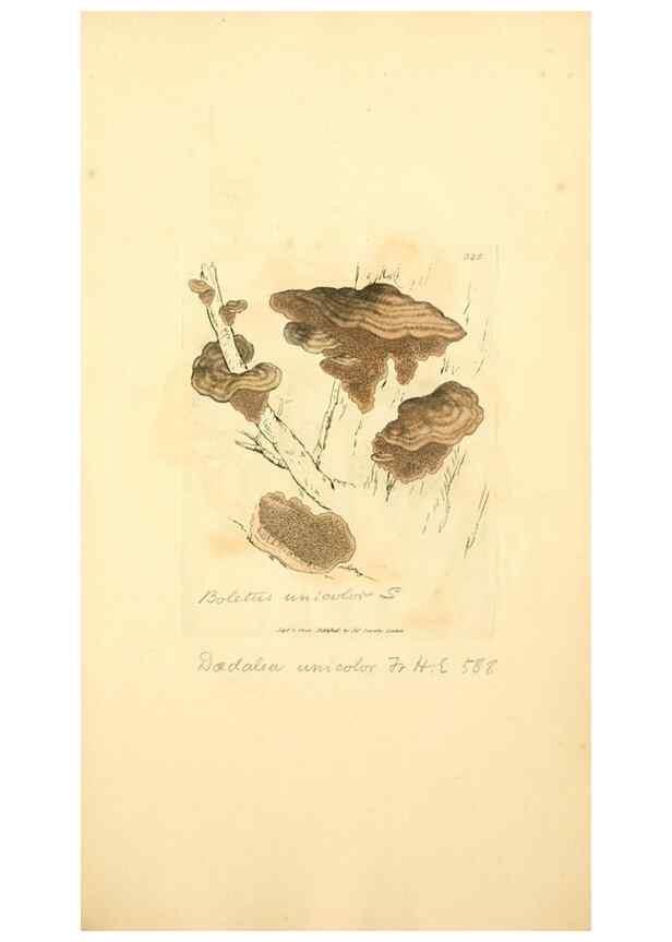Reproducción/Reproduction 8230557574: Coloured figures of English fungi or mushrooms.. London,Printed by J. Davis,1797-[1809]