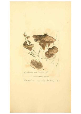 Reproducción/Reproduction 8230557574: Coloured figures of English fungi or mushrooms.. London,Printed by J. Davis,1797-[1809]