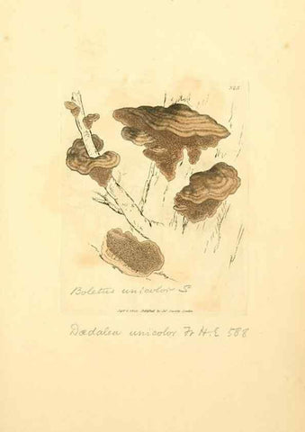 Reproducción/Reproduction 8230557574: Coloured figures of English fungi or mushrooms.. London,Printed by J. Davis,1797-[1809]