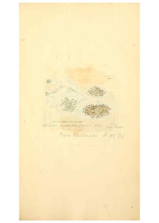 Reproducción/Reproduction 8229493365: Coloured figures of English fungi or mushrooms.. London,Printed by J. Davis,1797-[1809]