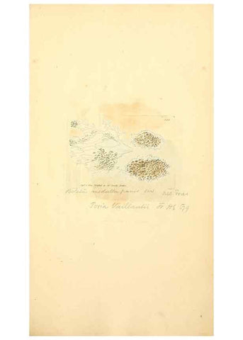 Reproducción/Reproduction 8229493365: Coloured figures of English fungi or mushrooms.. London,Printed by J. Davis,1797-[1809]