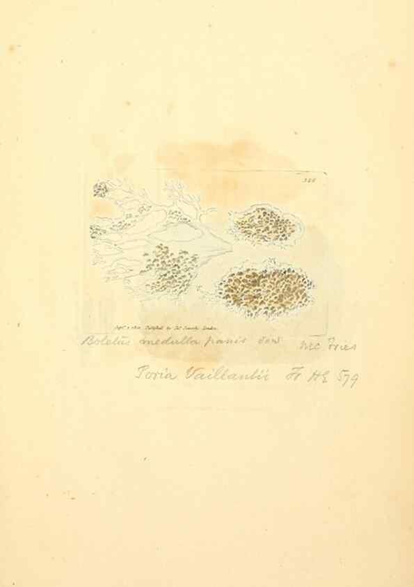 Reproducción/Reproduction 8229493365: Coloured figures of English fungi or mushrooms.. London,Printed by J. Davis,1797-[1809]