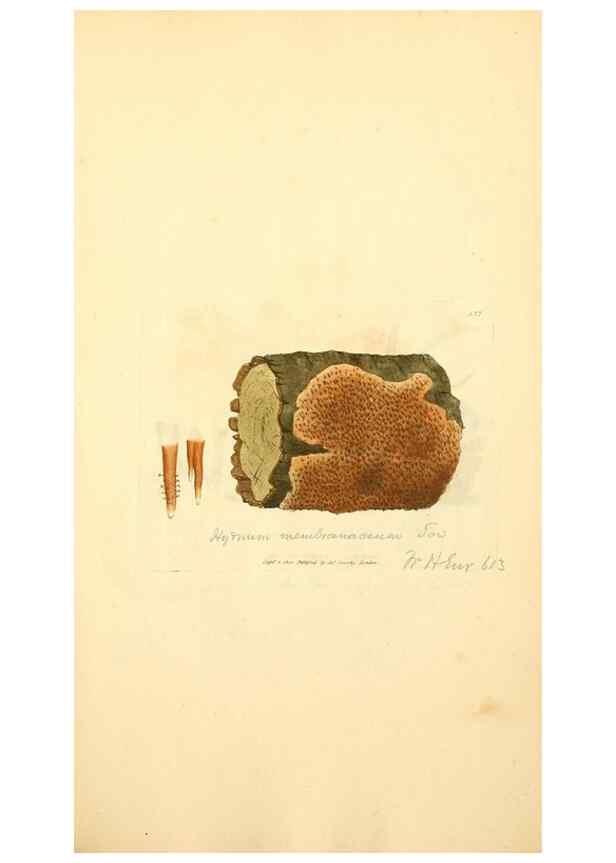 Reproducción/Reproduction 8229493861: Coloured figures of English fungi or mushrooms.. London,Printed by J. Davis,1797-[1809]
