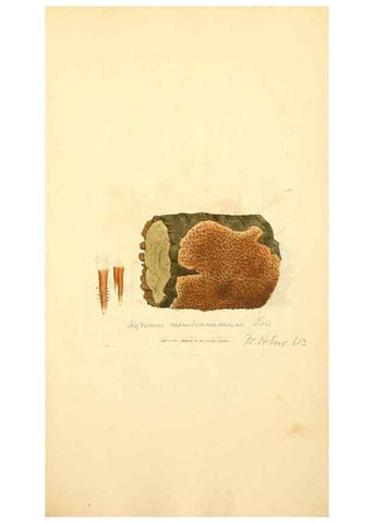 Reproducción/Reproduction 8229493861: Coloured figures of English fungi or mushrooms.. London,Printed by J. Davis,1797-[1809]