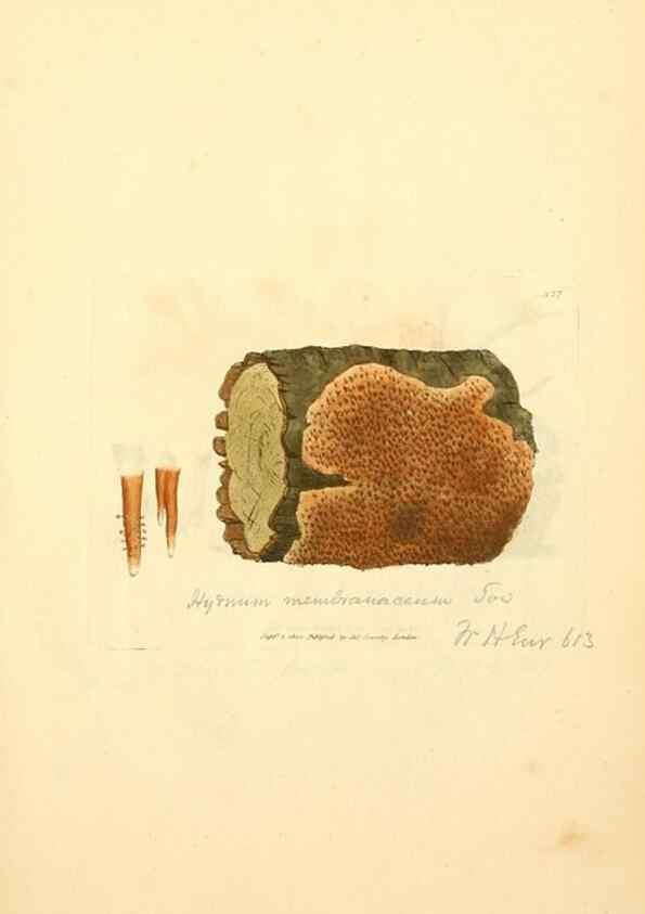 Reproducción/Reproduction 8229493861: Coloured figures of English fungi or mushrooms.. London,Printed by J. Davis,1797-[1809]