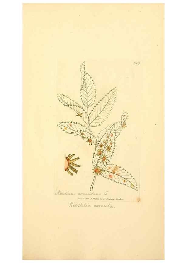 Reproducción/Reproduction 8229489287: Coloured figures of English fungi or mushrooms.. London,Printed by J. Davis,1797-[1809]