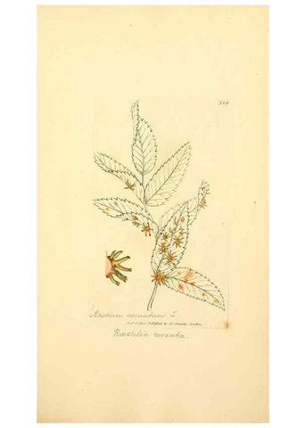 Reproducción/Reproduction 8229489287: Coloured figures of English fungi or mushrooms.. London,Printed by J. Davis,1797-[1809]