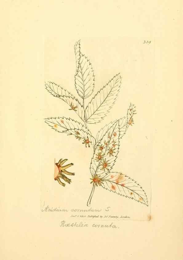 Reproducción/Reproduction 8229489287: Coloured figures of English fungi or mushrooms.. London,Printed by J. Davis,1797-[1809]