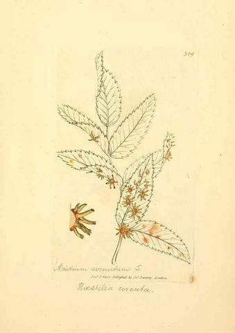 Reproducción/Reproduction 8229489287: Coloured figures of English fungi or mushrooms.. London,Printed by J. Davis,1797-[1809]