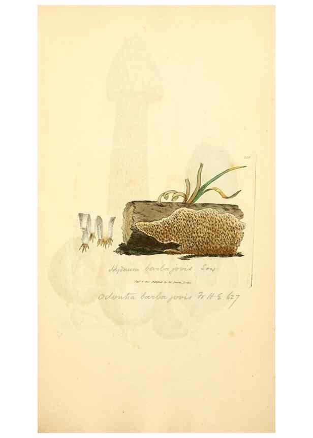 Reproducción/Reproduction 8229494513: Coloured figures of English fungi or mushrooms.. London,Printed by J. Davis,1797-[1809]