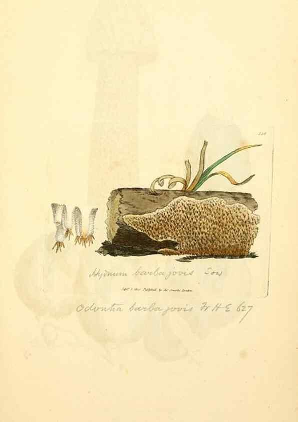 Reproducción/Reproduction 8229494513: Coloured figures of English fungi or mushrooms.. London,Printed by J. Davis,1797-[1809]
