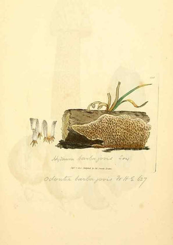 Reproducción/Reproduction 8229494513: Coloured figures of English fungi or mushrooms.. London,Printed by J. Davis,1797-[1809]
