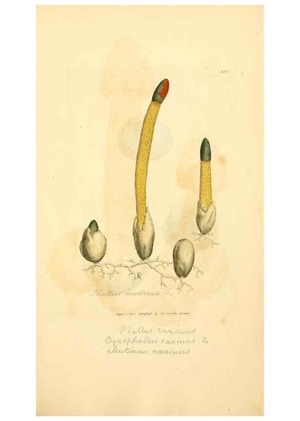 Reproducción/Reproduction 8229495667: Coloured figures of English fungi or mushrooms.. London,Printed by J. Davis,1797-[1809]