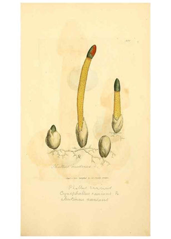 Reproducción/Reproduction 8229495667: Coloured figures of English fungi or mushrooms.. London,Printed by J. Davis,1797-[1809]