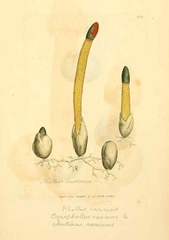Reproducción/Reproduction 8229495667: Coloured figures of English fungi or mushrooms.. London,Printed by J. Davis,1797-[1809]