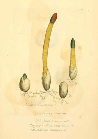 Reproducción/Reproduction 8229495667: Coloured figures of English fungi or mushrooms.. London,Printed by J. Davis,1797-[1809]