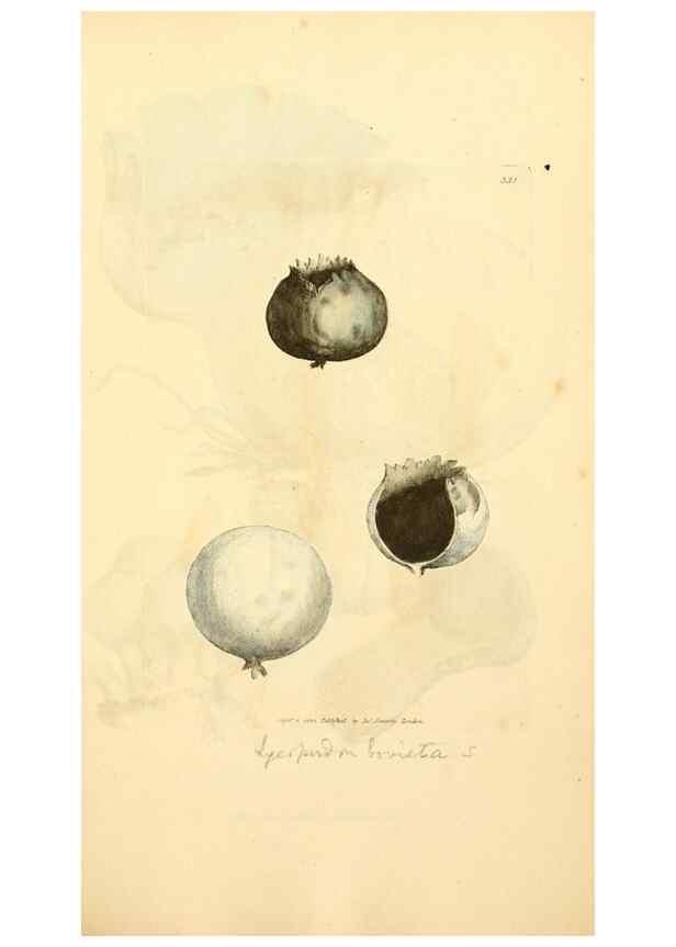 Reproducción/Reproduction 8229496191: Coloured figures of English fungi or mushrooms.. London,Printed by J. Davis,1797-[1809]