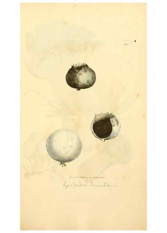 Reproducción/Reproduction 8229496191: Coloured figures of English fungi or mushrooms.. London,Printed by J. Davis,1797-[1809]