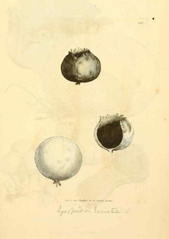 Reproducción/Reproduction 8229496191: Coloured figures of English fungi or mushrooms.. London,Printed by J. Davis,1797-[1809]