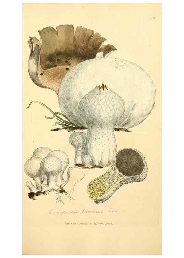 Reproducción/Reproduction 8229496811: Coloured figures of English fungi or mushrooms.. London,Printed by J. Davis,1797-[1809]