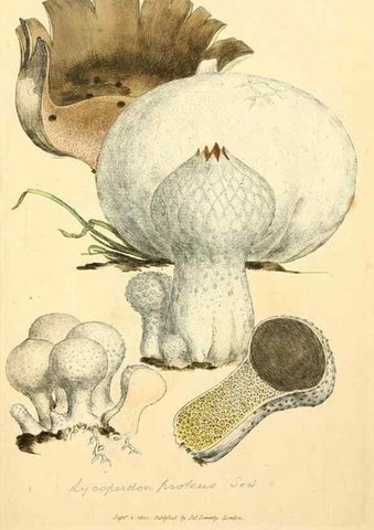 Reproducción/Reproduction 8229496811: Coloured figures of English fungi or mushrooms.. London,Printed by J. Davis,1797-[1809]