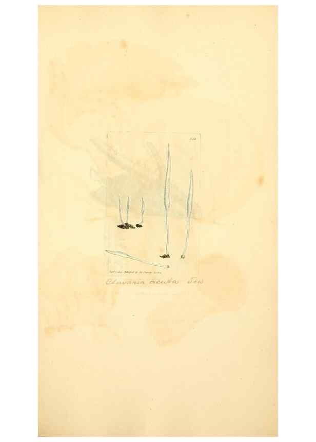 Reproducción/Reproduction 8230561860: Coloured figures of English fungi or mushrooms.. London,Printed by J. Davis,1797-[1809]