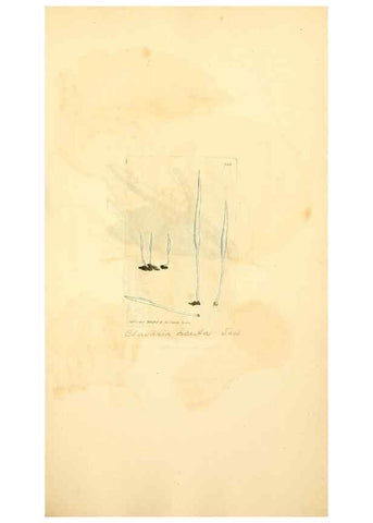 Reproducción/Reproduction 8230561860: Coloured figures of English fungi or mushrooms.. London,Printed by J. Davis,1797-[1809]