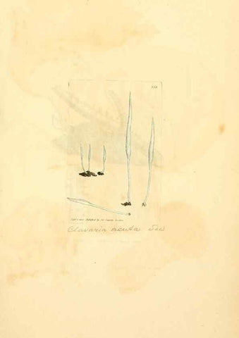 Reproducción/Reproduction 8230561860: Coloured figures of English fungi or mushrooms.. London,Printed by J. Davis,1797-[1809]