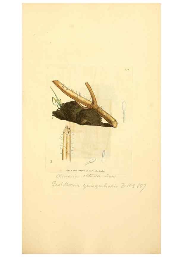 Reproducción/Reproduction 8230562350: Coloured figures of English fungi or mushrooms.. London,Printed by J. Davis,1797-[1809]
