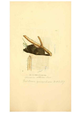Reproducción/Reproduction 8230562350: Coloured figures of English fungi or mushrooms.. London,Printed by J. Davis,1797-[1809]