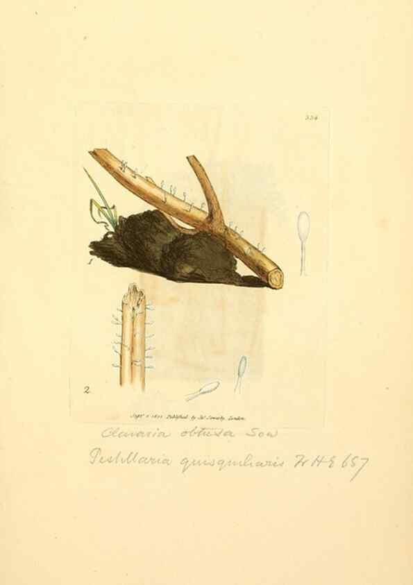 Reproducción/Reproduction 8230562350: Coloured figures of English fungi or mushrooms.. London,Printed by J. Davis,1797-[1809]